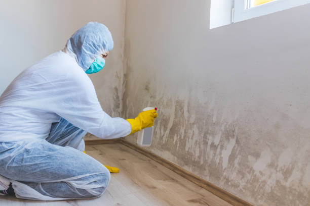 Licensed Mold Cleanup service in Cambridge, IL - WQB Mold Removal