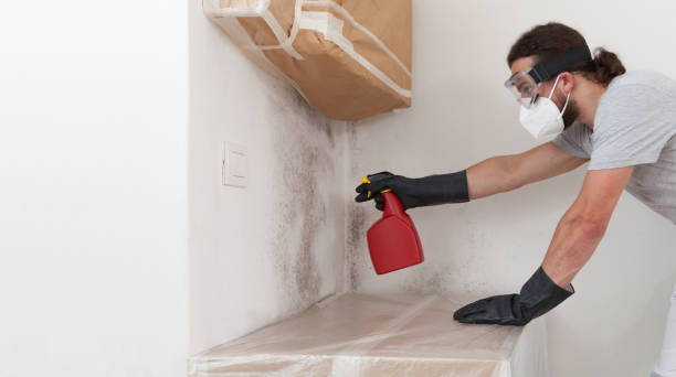 Professional Mold Cleanup technician working in Cambridge, IL